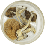 African Cubensis (Panaeolus africanus) | Magic Mushrooms Winnipeg Canada
