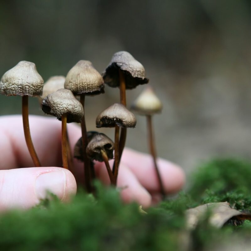 Guide to Magic Mushrooms | Magic Mushrooms Winnipeg Canada
