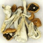 Creeper | Magic Mushrooms Winnipeg Canada