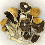 Penis Envy Cubensis | Magic Mushrooms Winnipeg Canada