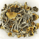 Daddy Long Legs | Magic Mushrooms Winnipeg Canada