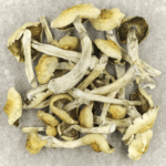 Blue Magnolia Rust | Magic Mushrooms Winnipeg Canada