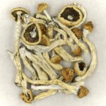 Texas Yellow Cap | Magic Mushrooms Winnipeg Canada