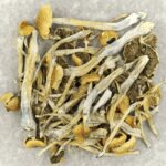Trinity | Magic Mushrooms Winnipeg Canada