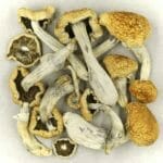 Vietnamese | Magic Mushrooms Winnipeg Canada