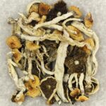 Cuban | Magic Mushrooms Winnipeg Canada