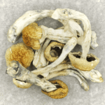Chitwan Nepal | Magic Mushrooms Winnipeg Canada
