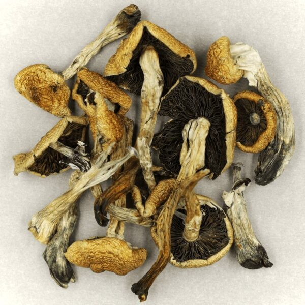Malabar | Magic Mushrooms Winnipeg Canada