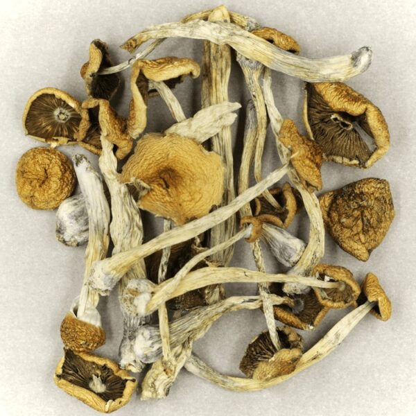 Mazatapec | Magic Mushrooms Winnipeg Canada