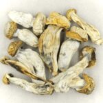 Melmac | Magic Mushrooms Winnipeg Canada