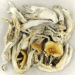 Treasure Coast | Magic Mushrooms Winnipeg Canada