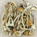 Amazonian Cubensis | Magic Mushrooms Winnipeg Canada