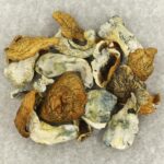 King Kong | Magic Mushrooms Winnipeg Canada