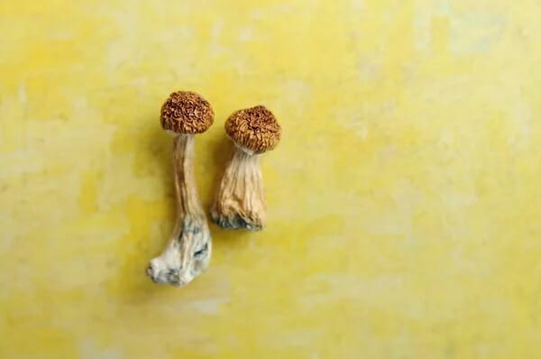 Lemon Tek at Zoomies Canada | Magic Mushrooms Winnipeg Canada