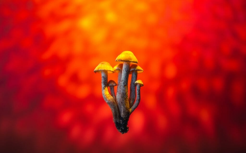 Unveiling the Psychedelic Potential of LSD Edibles lsd edibles