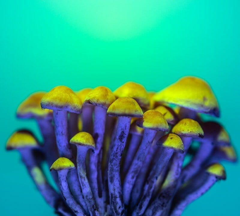 LSD Edibles | Magic Mushrooms Winnipeg Canada