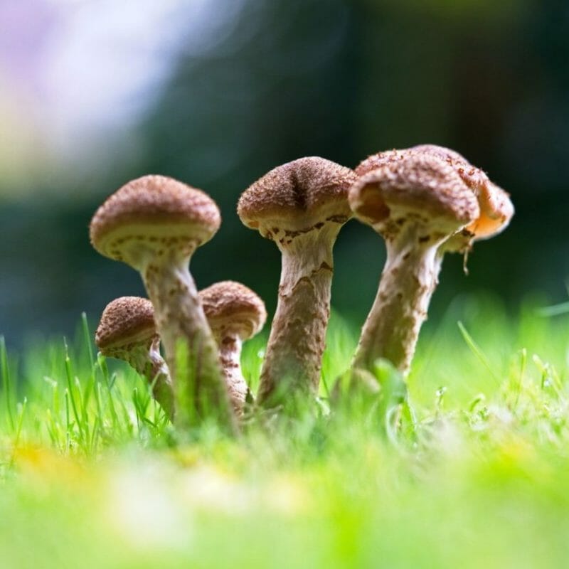 Mushroom Dispensary | Magic Mushrooms Winnipeg Canada