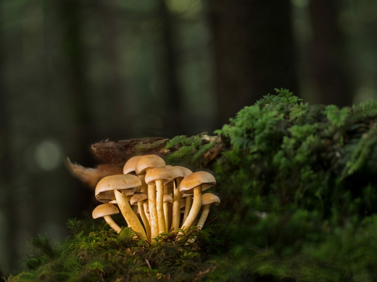 Ranked by Potency: The Most Potent Magic Mushrooms