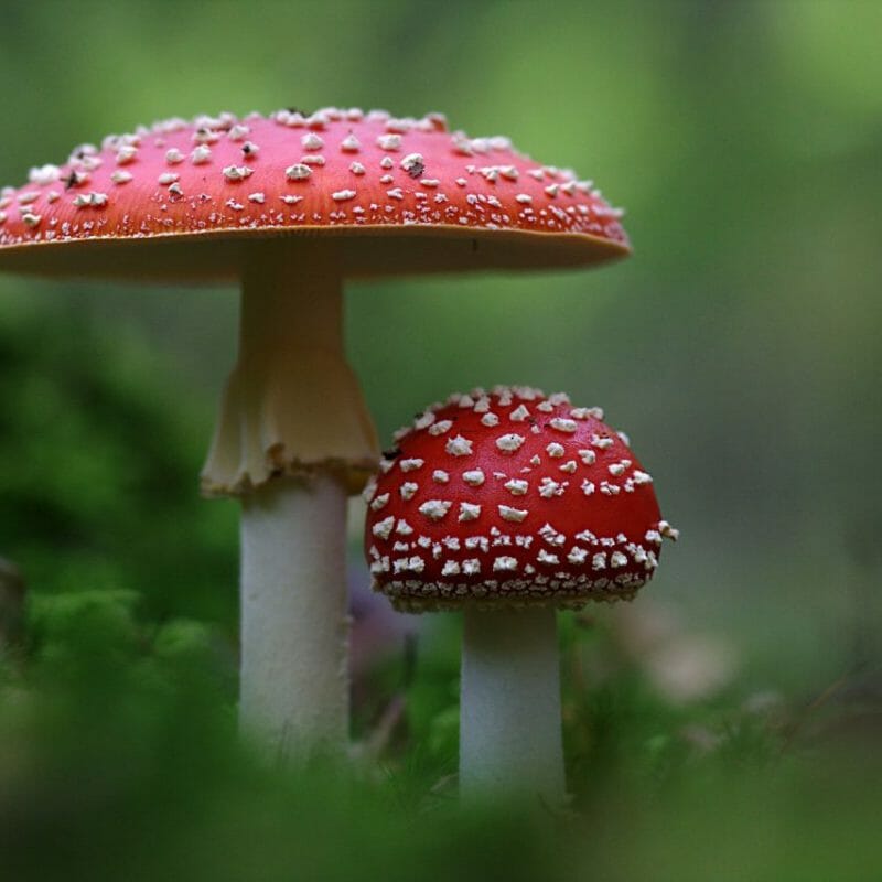 Magic Mushrooms Canada | Magic Mushrooms Winnipeg Canada
