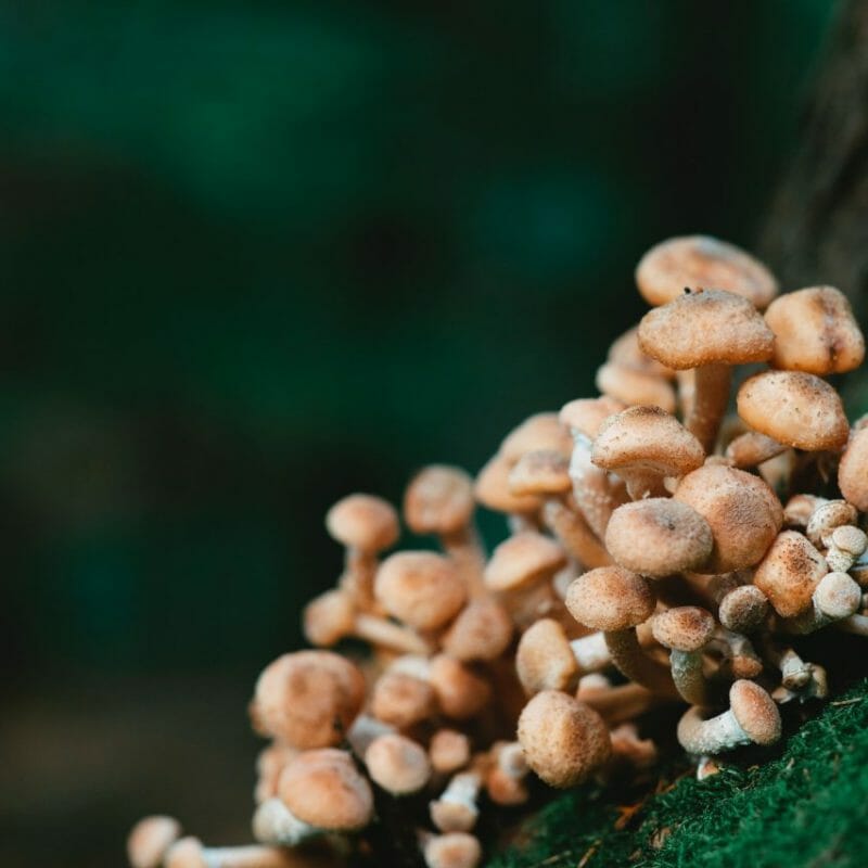 Mushroom Dispensary - Zoomies | Magic Mushrooms Winnipeg Canada