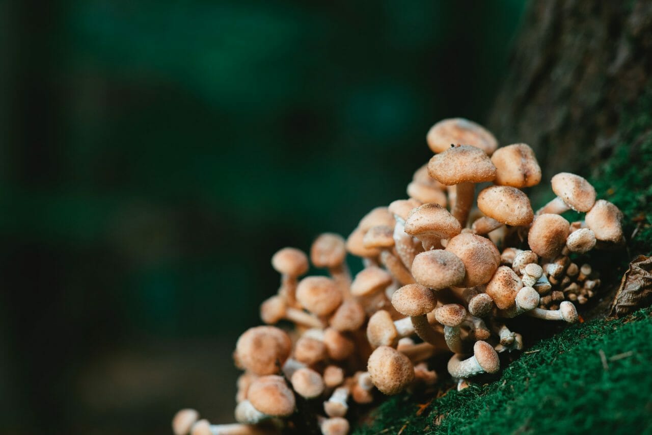 The Contribution of Mushroom Dispensary in Addressing Depression