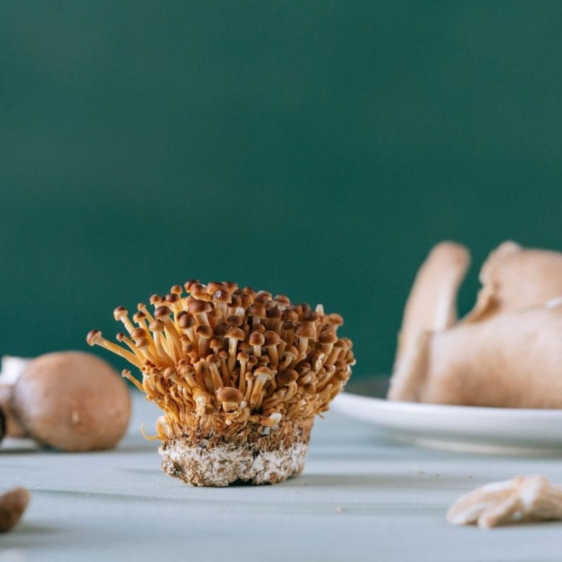 Buy Magic Mushroom | Magic Mushrooms Winnipeg Canada