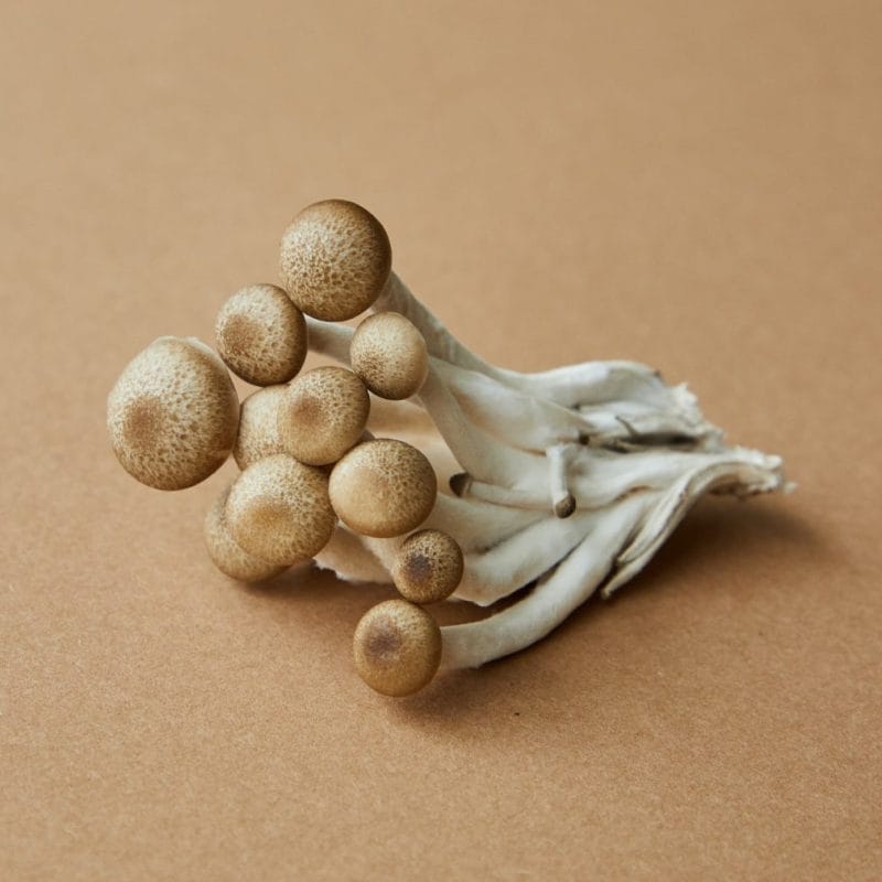 strongest mushroom strain | Magic Mushrooms Winnipeg Canada