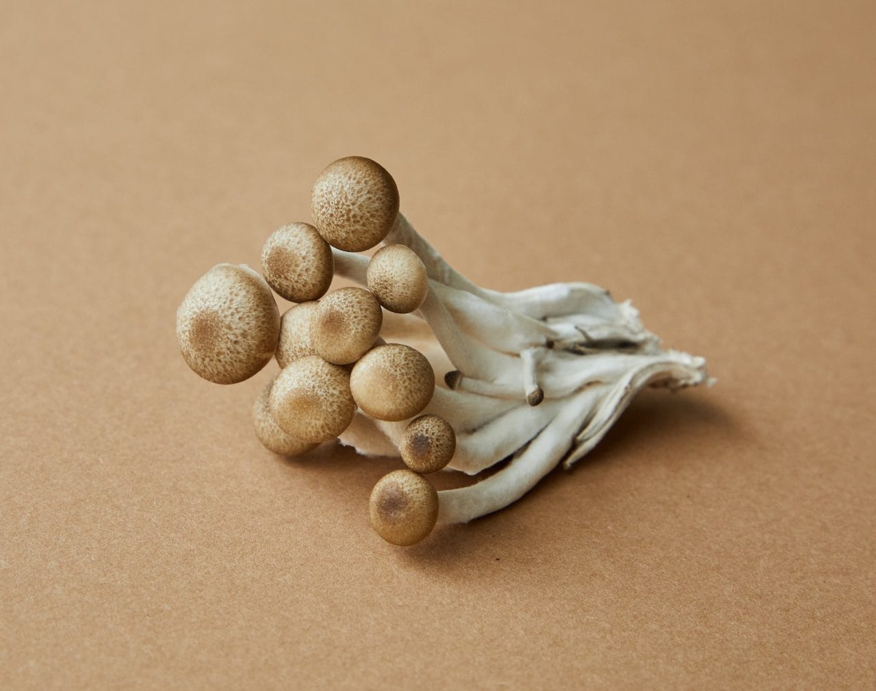 Delving Deeper: An Intimate Examination of the Most Potent Mushroom Strain, Penis Envy