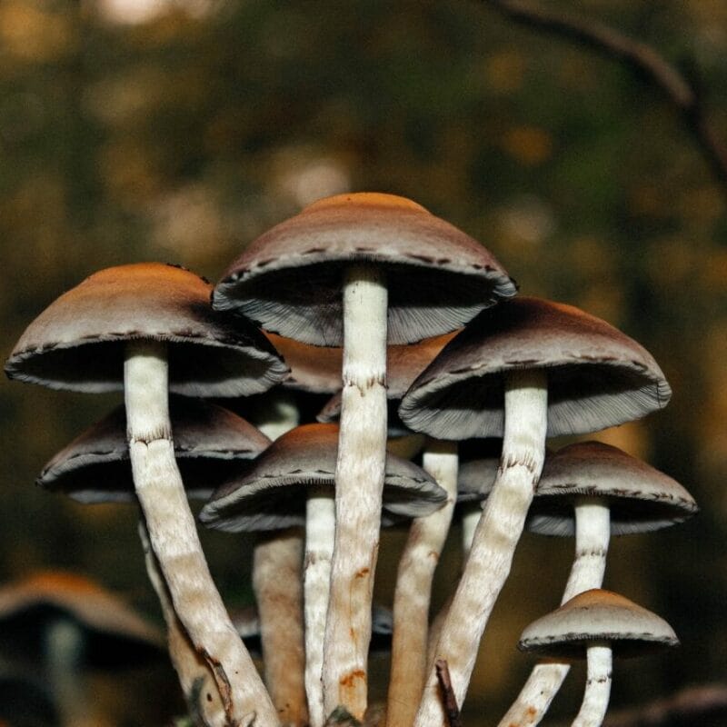 Microdose Mushrooms | Magic Mushrooms Winnipeg Canada