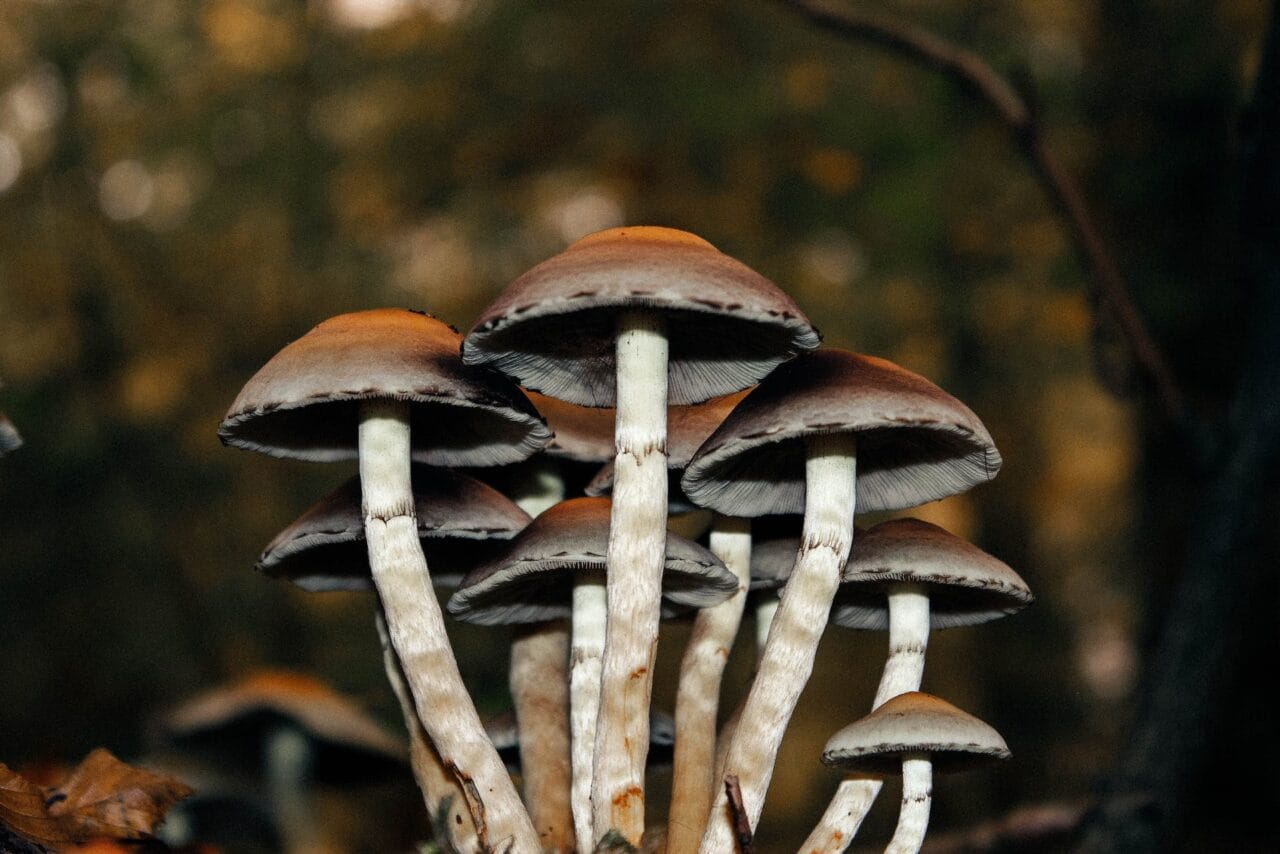 A Collection of Cases on Microdosing Mushrooms for Sustained Pain Alleviation