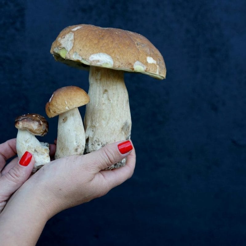Shrooms Online | Magic Mushrooms Winnipeg Canada