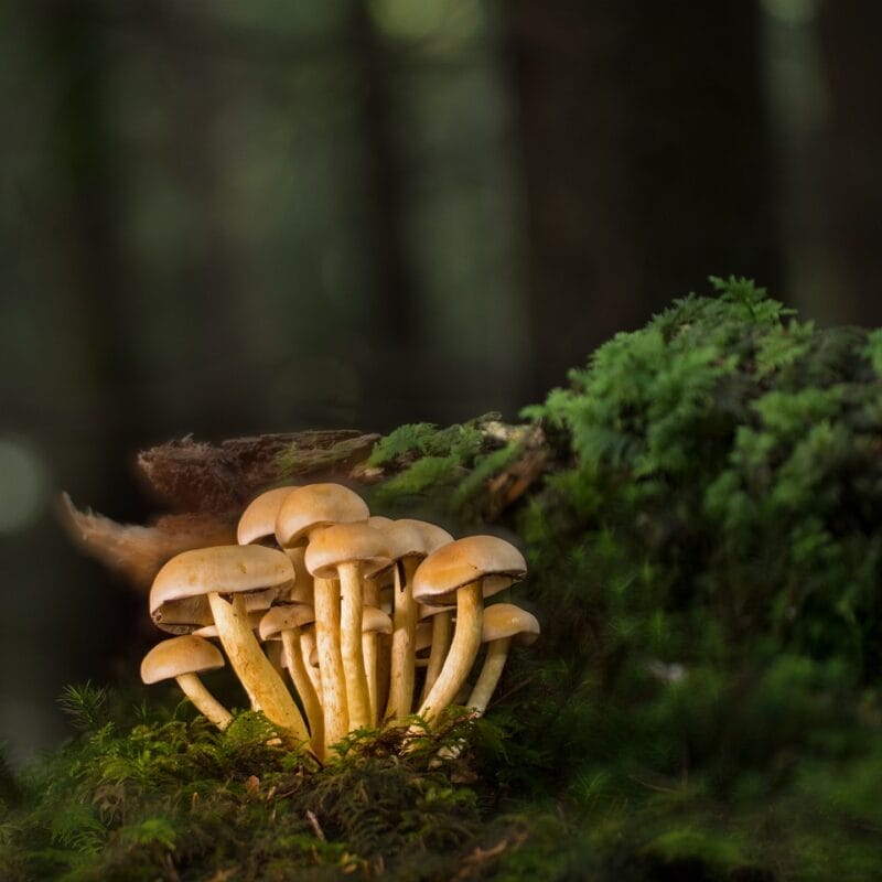 Buy Shrooms Online and Discover the Sweetest Shroom Options | Magic Mushrooms Winnipeg Canada