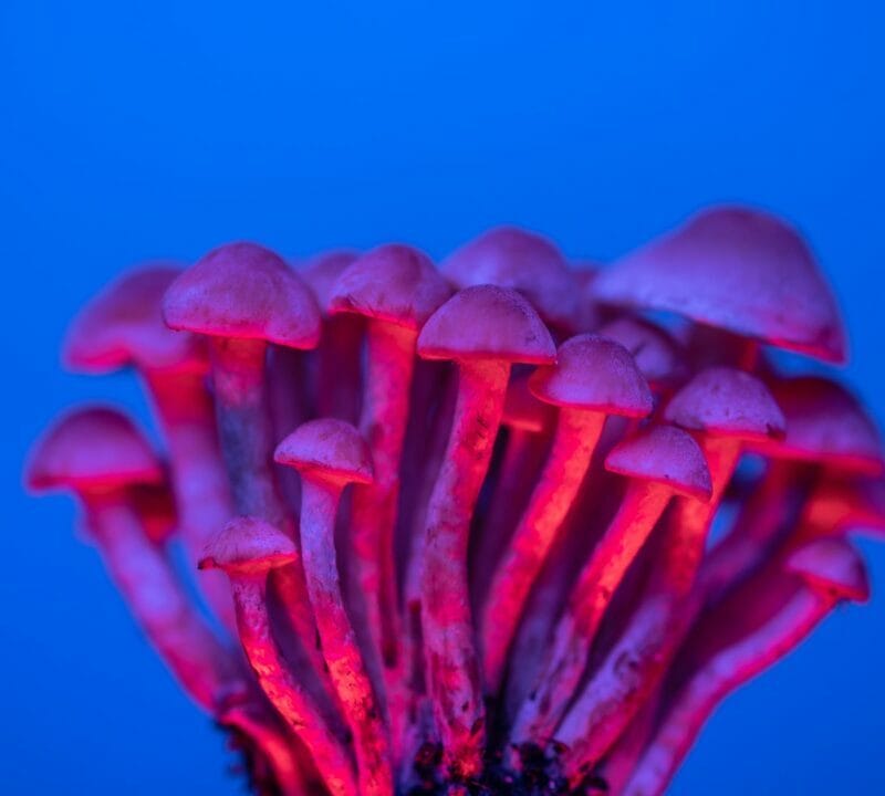 Shrooms Delivery in Canada | Magic Mushrooms Winnipeg Canada
