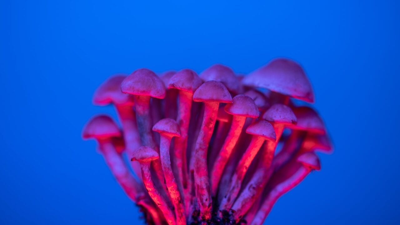 Delivery of Shrooms for Enhancing Cognition: Understanding the Advantages of Nootropics