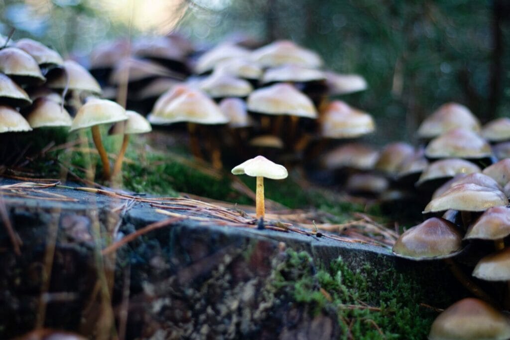 Shroom Delivery at Magic Mushrooms Winnipeg Canada