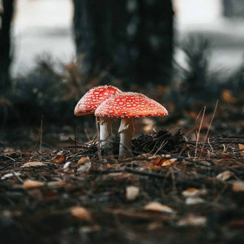 Shroom online delivery at Zoomies Canada | Magic Mushrooms Winnipeg Canada