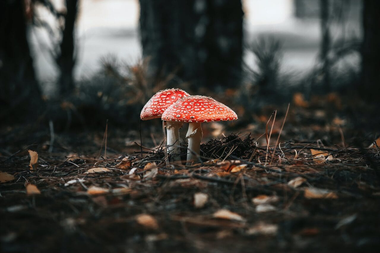 The Revolution of Psilocybin: Manufacturing, Investigation, and Predicted Progression