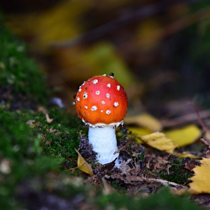 buy LSD online in Canada | Magic Mushrooms Winnipeg Canada
