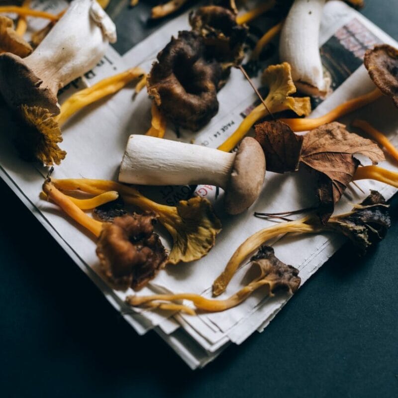 Mushroom chocolate at Zoomies Canada | Magic Mushrooms Winnipeg Canada