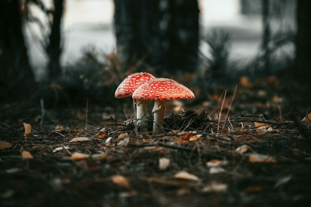 Montreal Magic Mushroom Study Indicates Memory Enhancement Through Neural Growth Magic Mushroom in Montreal Canada