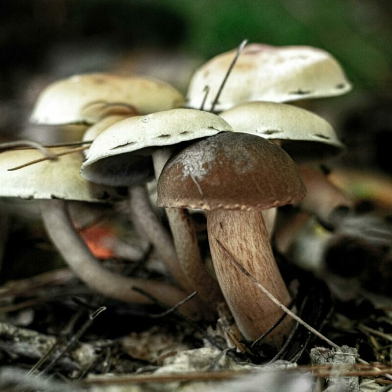 psilocybin mushroom | Magic Mushrooms Winnipeg Canada