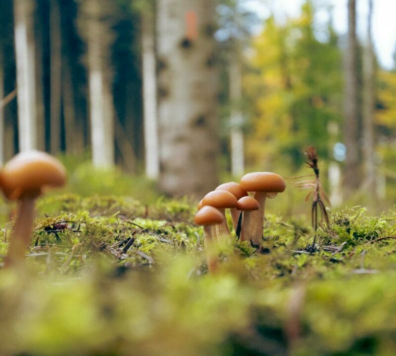 Magic Mushroom Dispensary | Magic Mushrooms Winnipeg Canada