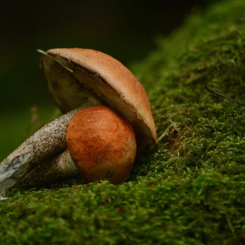 Mushroom Dispensary Vancouver | Magic Mushrooms Winnipeg Canada