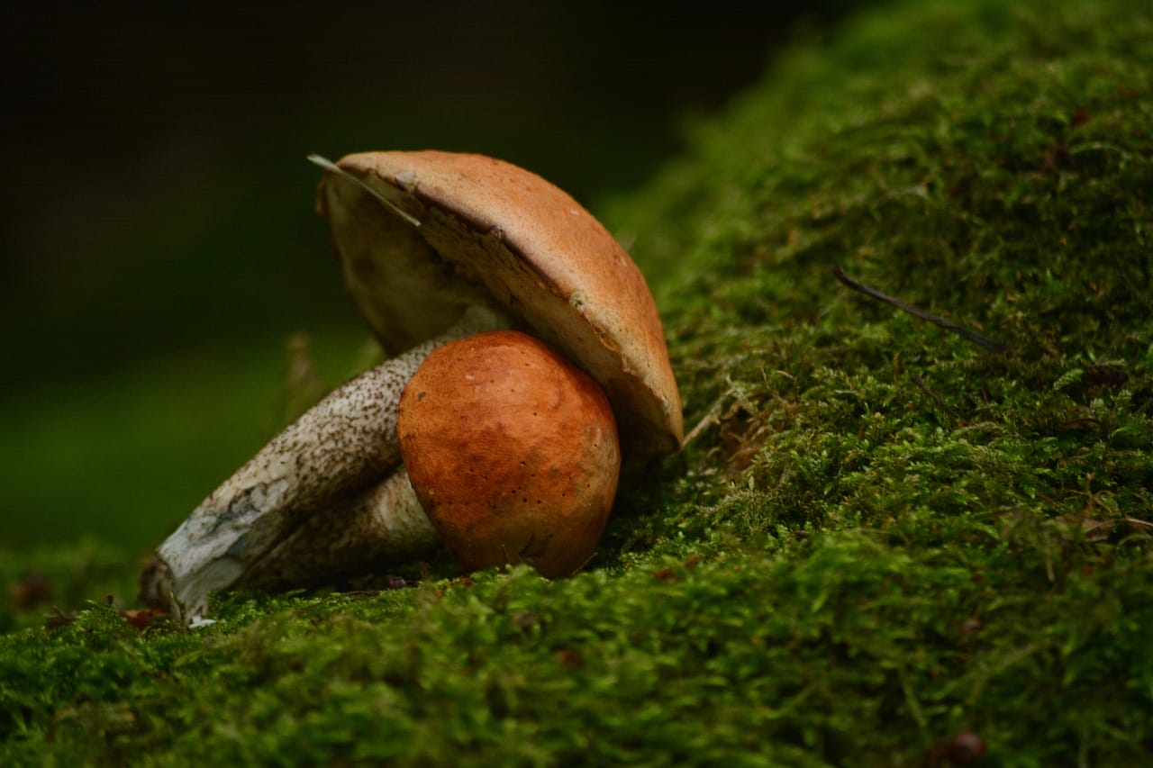 Vancouver Mushroom Dispensary: Five Fresh Shroom Strains You Must Explore