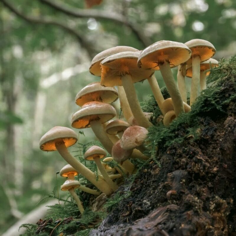 Shrooms online | Magic Mushrooms Winnipeg Canada