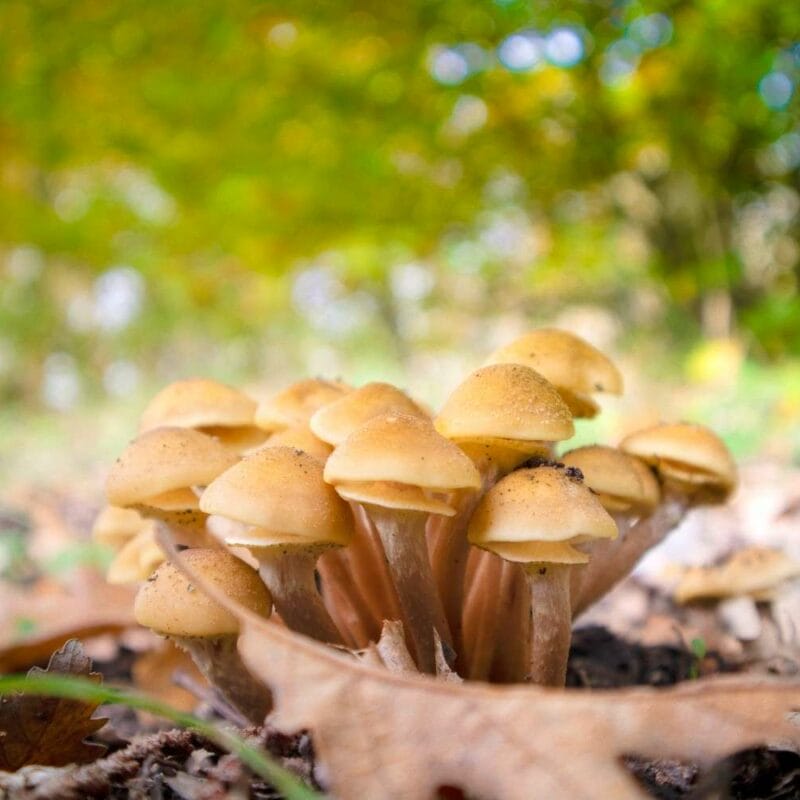 Shrooms Canada | Magic Mushrooms Winnipeg Canada