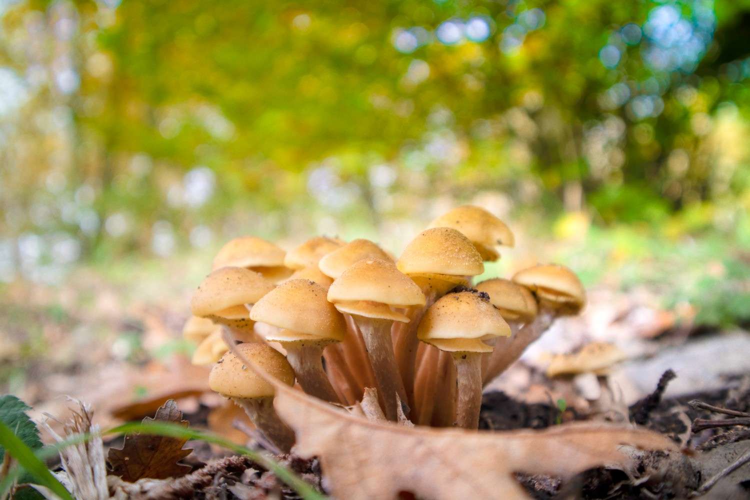 The Global Phenomenon of Microdosing – Psilocybin Mushrooms Expand Beyond Canada’s Borders