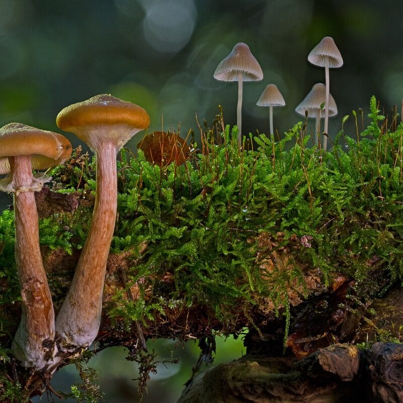 magic mushroom in Canada | Magic Mushrooms Winnipeg Canada