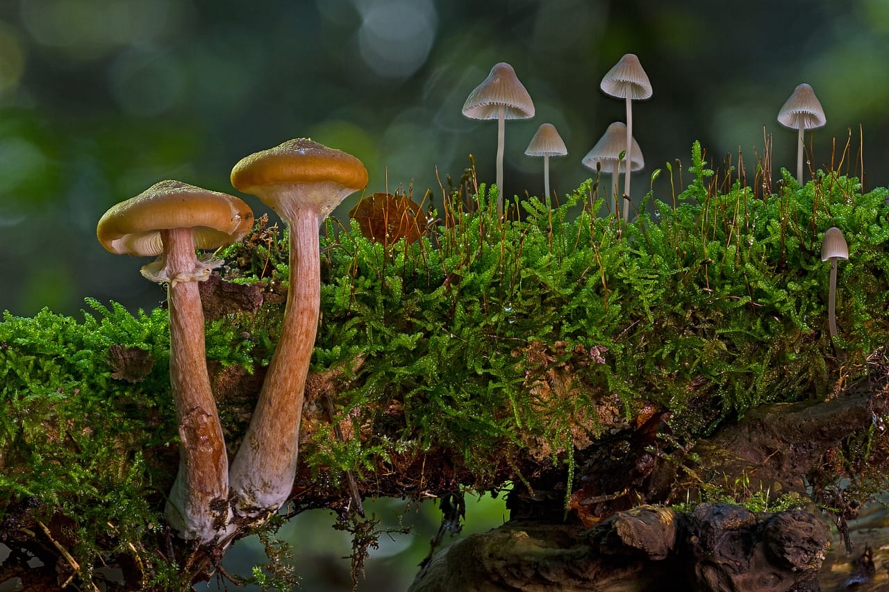 The Majority of Canadians, 80% to be Precise, are in Favor of Using Magic Mushrooms to Alleviate Existential Anxiety