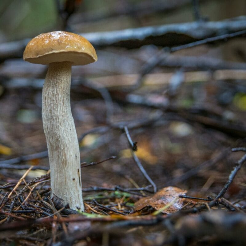 Shrooms online | Magic Mushrooms Winnipeg Canada